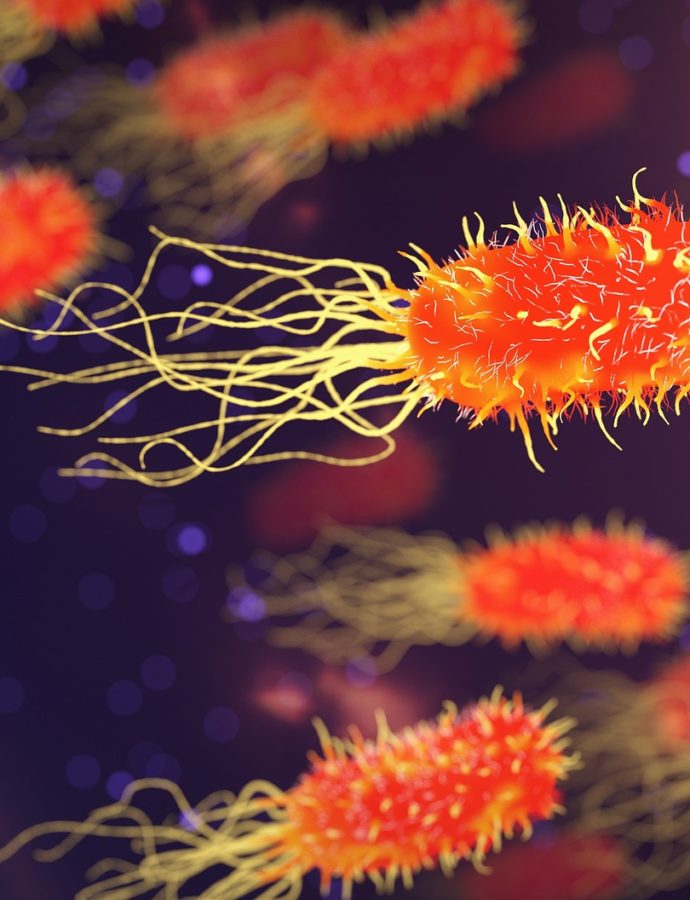 SIBO – czyli zespół przerostu bakteryjnego jelita cienkiego